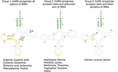 Biochemistry of Aminoacyl tRNA Synthetase and tRNAs and Their Engineering for Cell-Free and Synthetic Cell Applications